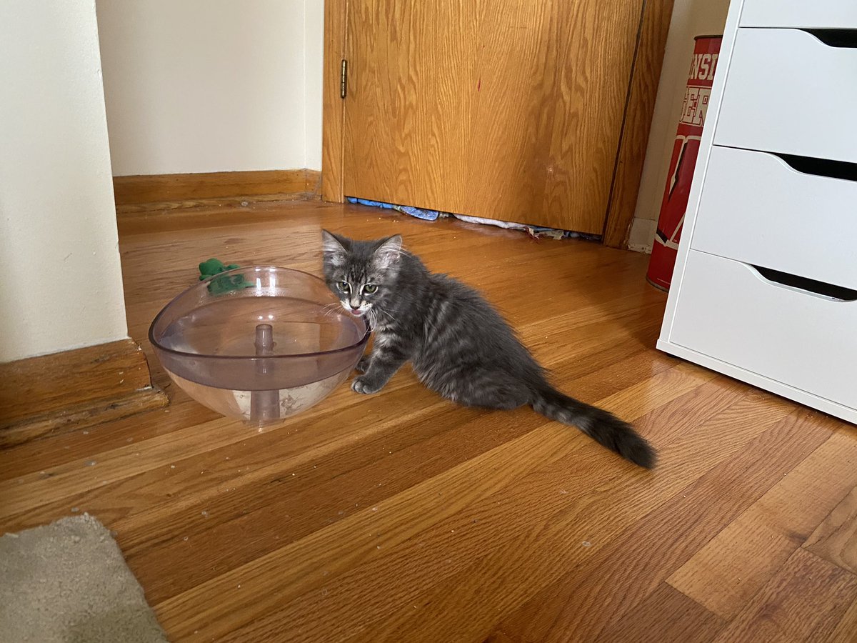 Drinking from the big water bowl.