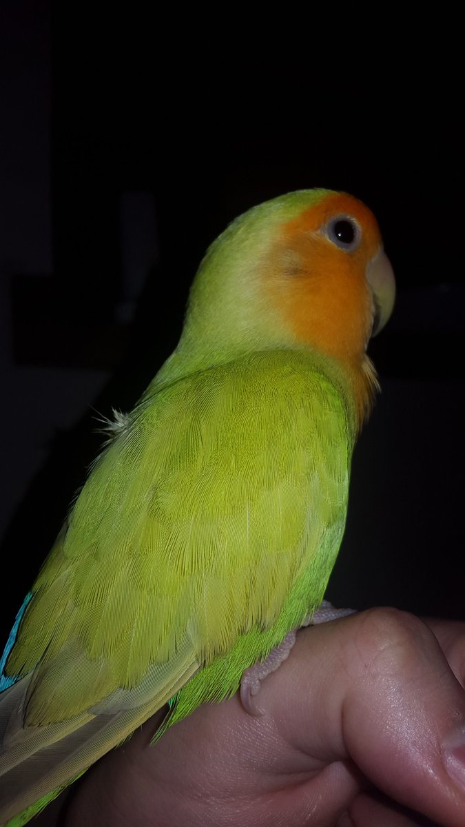 Se ha perdido mi pájaro, Senu, por BORMUJOS, SEVILLA

Es de color amarillo, con la cara naranja y la cola azul

NO lleva anilla, se la quitamos en el veterinario

Es muy probable que esté parado en algún sitio algo, y si silbas te chillará de vuelta

por favor compartid