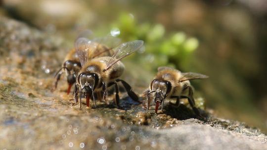 “Die Bienentränke - auch Bienen haben Durst” mellifera.de/blog/mellifera…