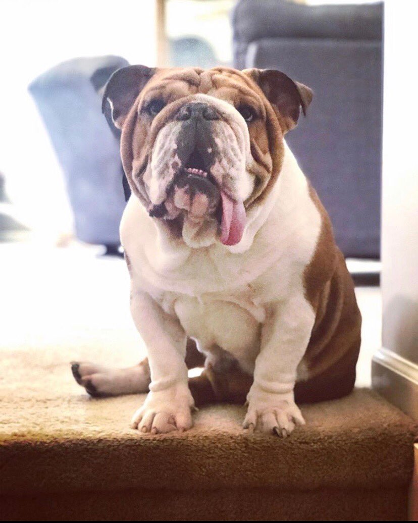 MatthewjAlan's tweet photo. I truly understand what the saying “a mans best friend” means. Love you Leeroy miss ya #leeroylife https://t.co/XwT45grCdC