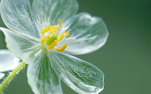 もなかʚෆ ɞ こんなお花 サンカヨウ 山荷葉 あるの知らなかったよ 花びらが濡れると透明になるんだって 綺麗 だよね 神秘的 だよね 花言葉 清楚な人 親愛の情 幸せ 自由奔放 花言葉 サンカヨウ 山荷葉 花 T Co