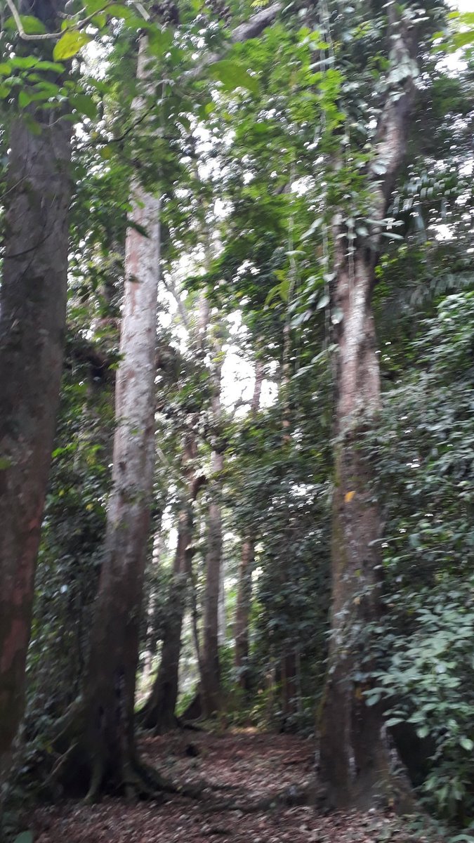 Stphaniecharbo1's tweet photo. Arboretum de Sibang! A 10 mn de chez moi en pleine ville!
Accompagnée d'un guide, je m'offre une petite ballade de plaisance riche en information botanique.
Ouvert du lundi au vendredi de 9h à 15h. Tarif d'entrée: 5 000 F CFA. https://t.co/1xpxZibQDO