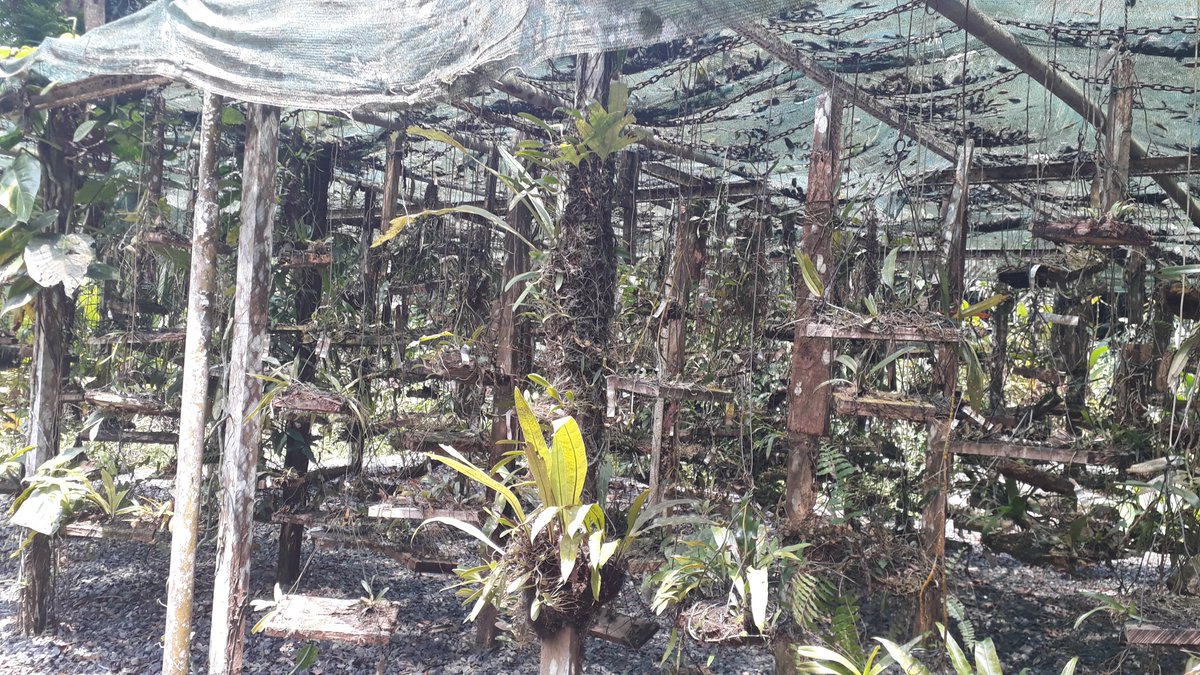 Stphaniecharbo1's tweet photo. Arboretum de Sibang! A 10 mn de chez moi en pleine ville!
Accompagnée d'un guide, je m'offre une petite ballade de plaisance riche en information botanique.
Ouvert du lundi au vendredi de 9h à 15h. Tarif d'entrée: 5 000 F CFA. https://t.co/1xpxZibQDO