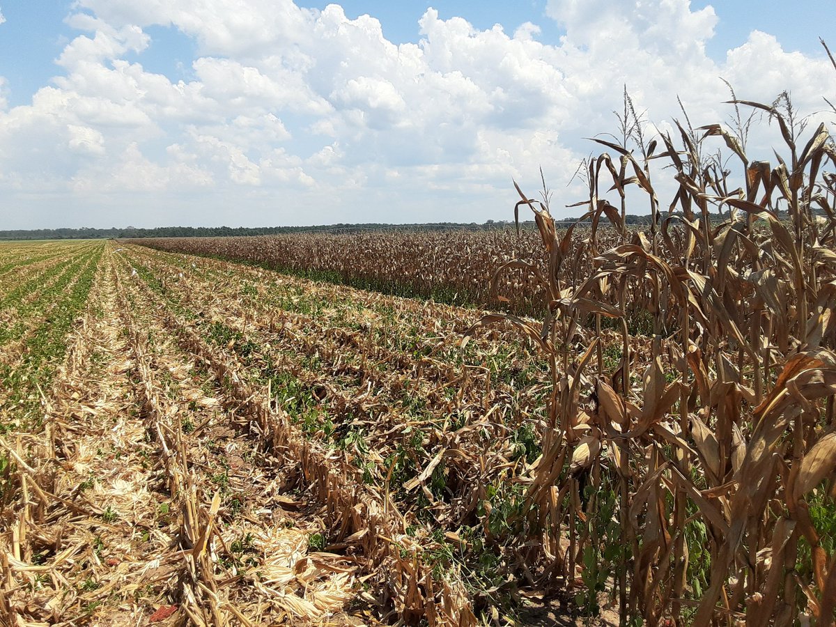I know it's August when I start getting calls for #corn yield checks. Had 6 checks today. #pioneer#dekalb
