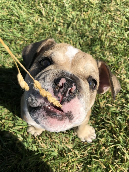 Just wanted to update on Rico and he is still so adorable and the cutest✨ Also made him an Instagram