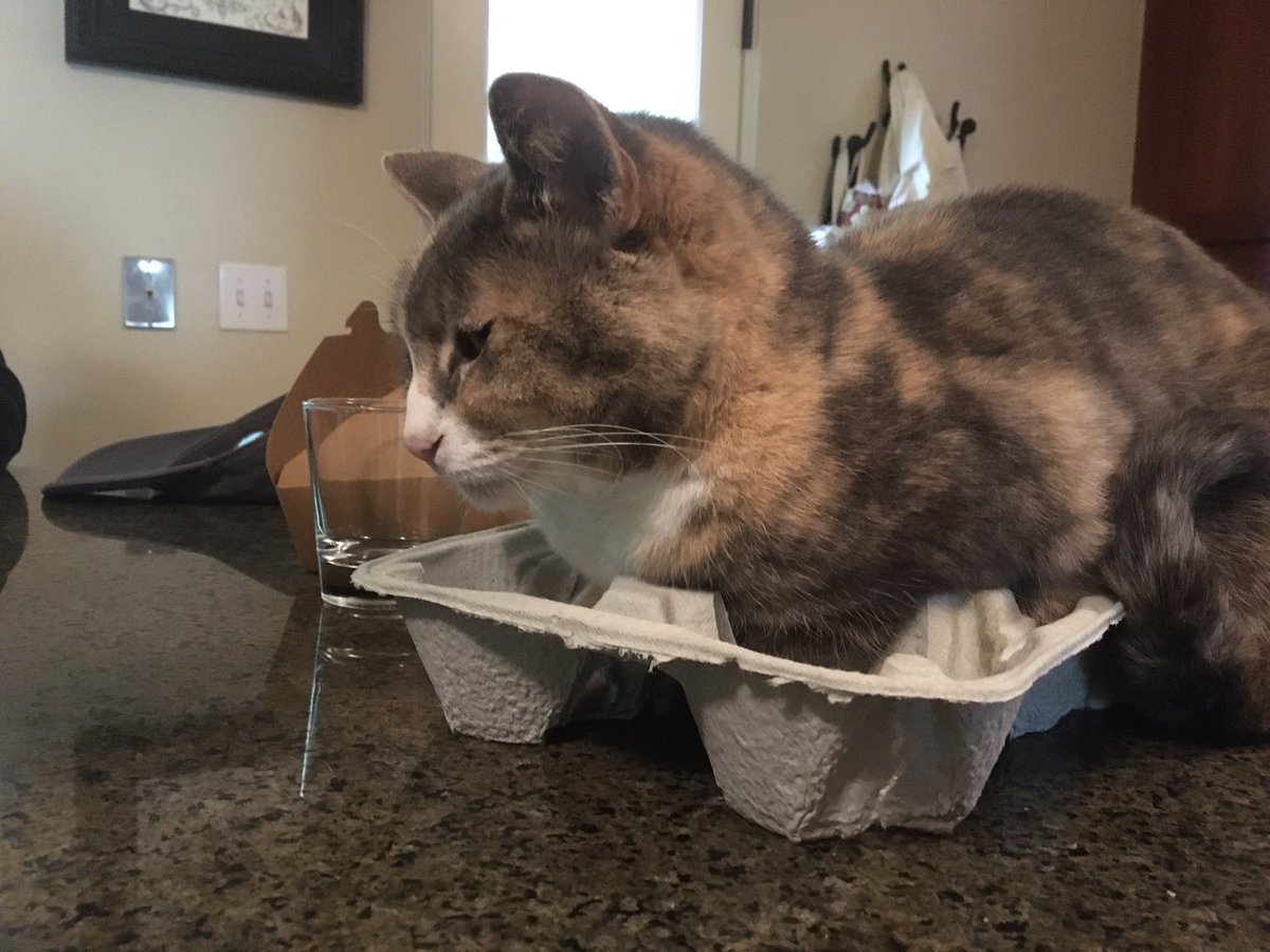 This <a href="/kittymuses/">Clio and Calliope</a> is ready for take away.