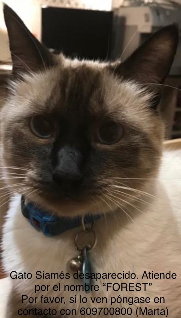 Hoy ha desaparecido mi gato en la zona de arroyó culebro (Getafe), espero que podamos encontrarlo pronto y que haya sido un susto, pero mientras tanto se agradece cualquier tipo de ayuda. Muchísimas gracias❤️