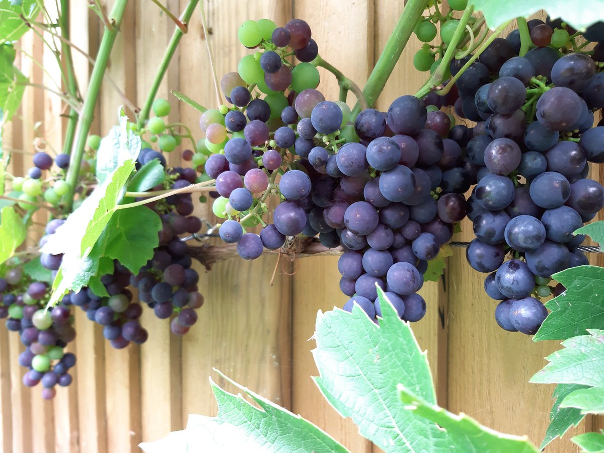 Bath Vines tweet media