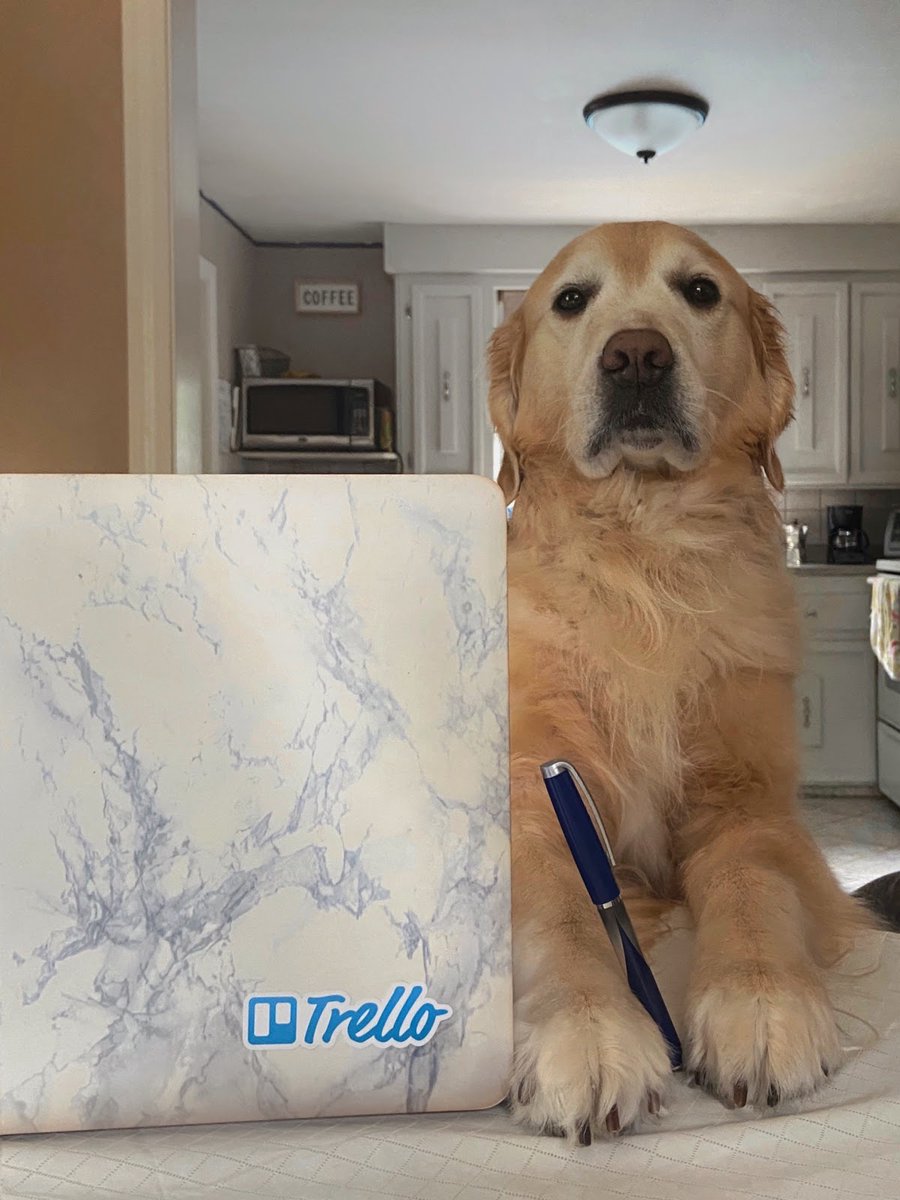 trello's tweet photo. Very professional. Focused on (treats) tasks. 

Today is #WorkLikeADogDay! 🐶 Share a photo of your furry co-worker in the comments! 

📸 @englishgoldenkobe on Instagram https://t.co/vqTpTWPa4K