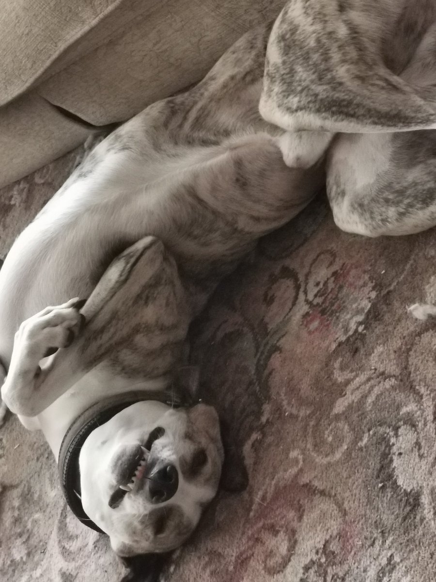 carylajoness's tweet photo. #SkyVIP @skytv Team Tremwyn mascot! https://t.co/AeHvV3ALTw
