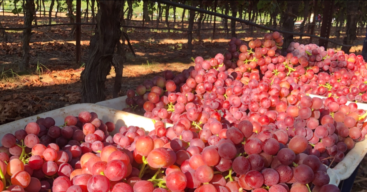 brandtfarms's tweet photo. Grape season has officially begun. Our Seedless Flames are coming off of the vines!
#grapes #brandtfarms #liveliferipe #fruit #summer #harvest #CentralValley https://t.co/Ej2SMtzW9L
