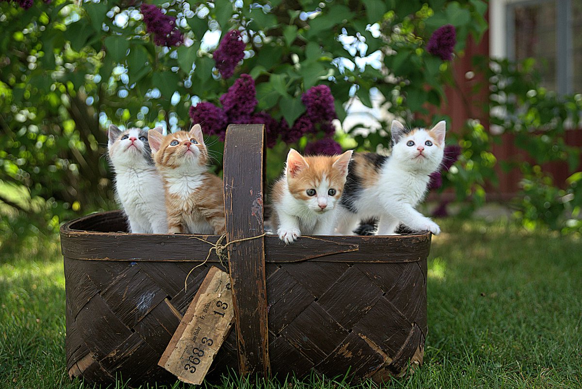 Fizzionclean's tweet photo. Don't put all your eggs in one basket, but please put all your kittens in one. 😍 https://t.co/QxzlAPY8Df
