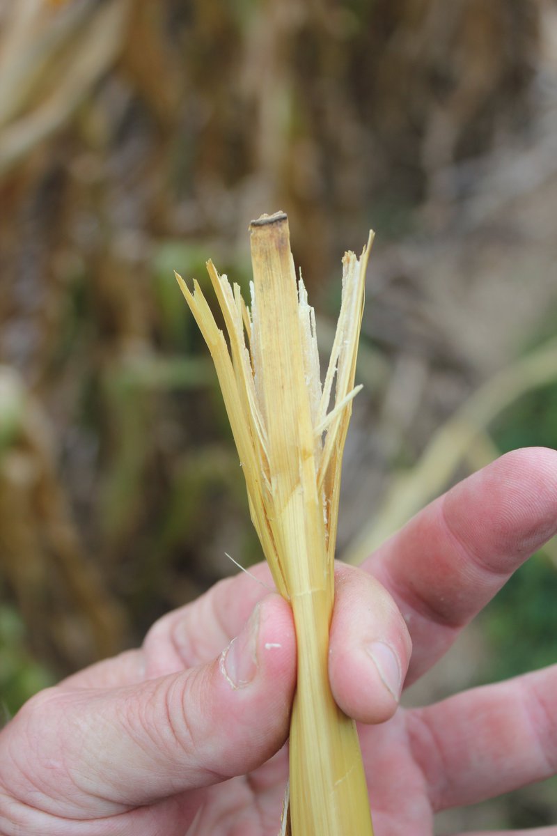 Bruce MacKellar tweet media