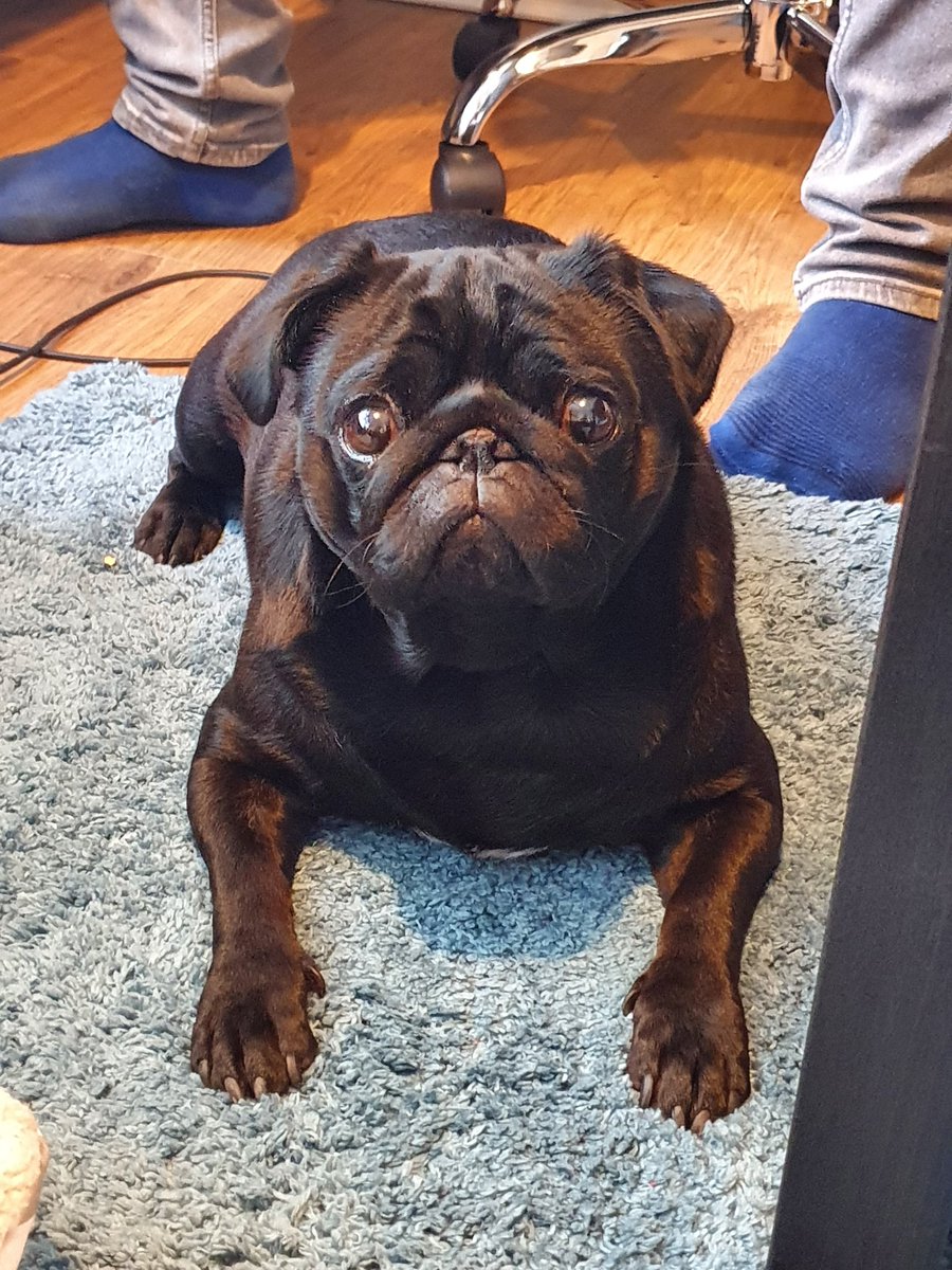 #SkyVIP #TheBigQuiz <a href="/jamieeast/">Jamie East</a> <a href="/SkyUK/">Sky</a> the mascot for team 'The Fowler Dowds' - Percy is ready and waiting to take part!