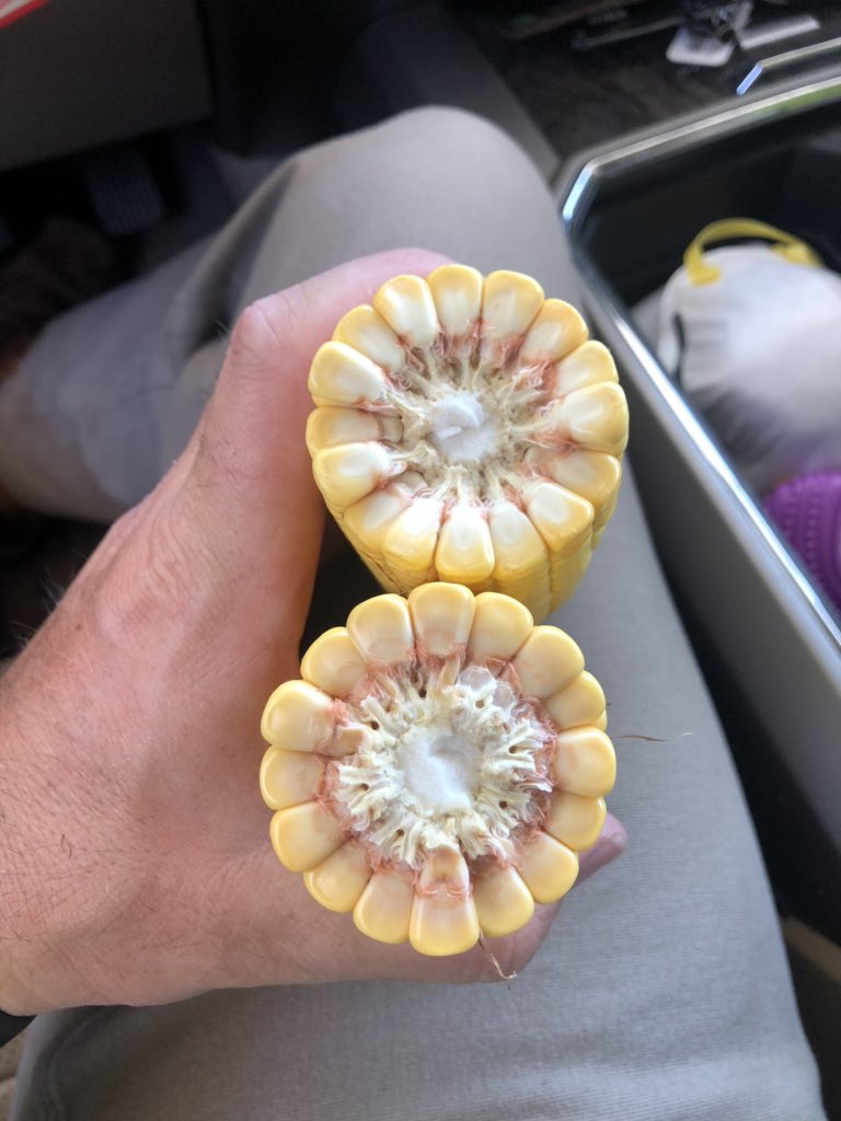 205-63 dryland in Pratt county looking beautiful. One of the many reason we’re proud to be part of <a href="/ChannelSeed/">Channel Seed</a> is the Seedsman to Seedsman recommendations. <a href="/Baileyseed3/">Bailey Ag Solution, Inc</a> thank you for steering us this direction.