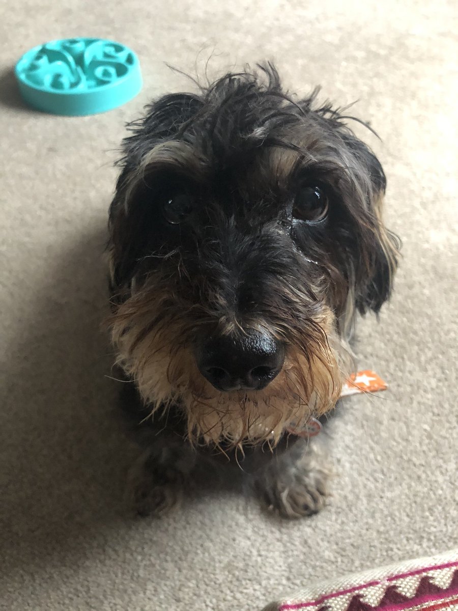 Helping my team Cider without Sally with #skyvip quiz by being very well behaved 😬mascot