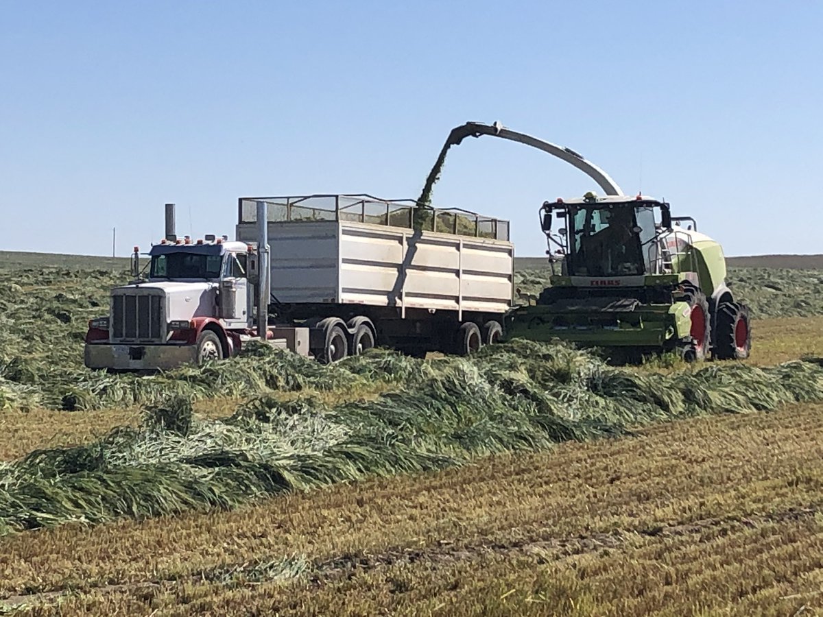 Barley / Triticale mix coming off today, and looks good.  2 different Triticale varieties and different seeding patterns on field.  Be interesting to see yield map.