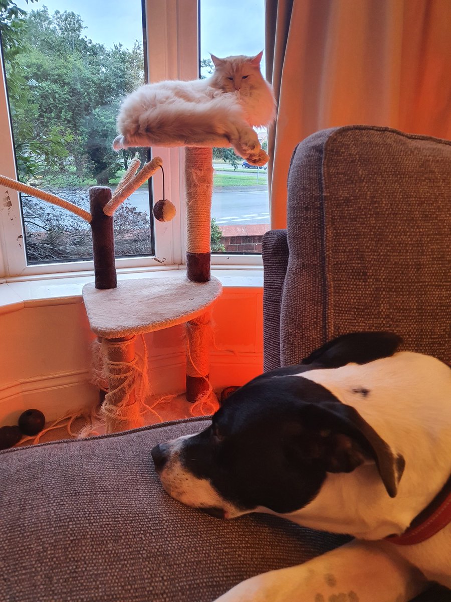 VickyOrrell's tweet image. The Wilsons and mascots are quiz ready #skyvip