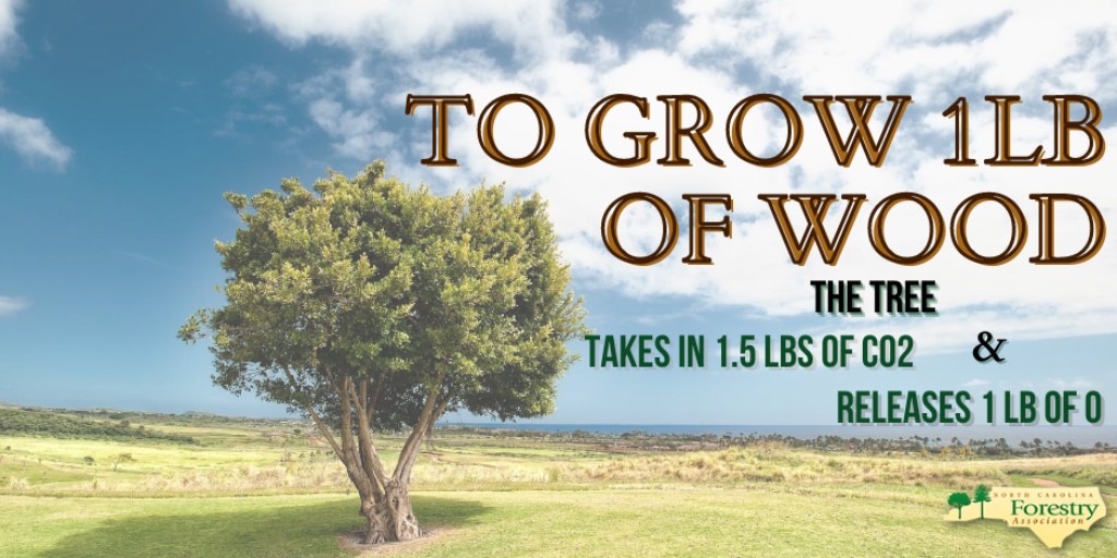 NCForestryAssociation tweet media