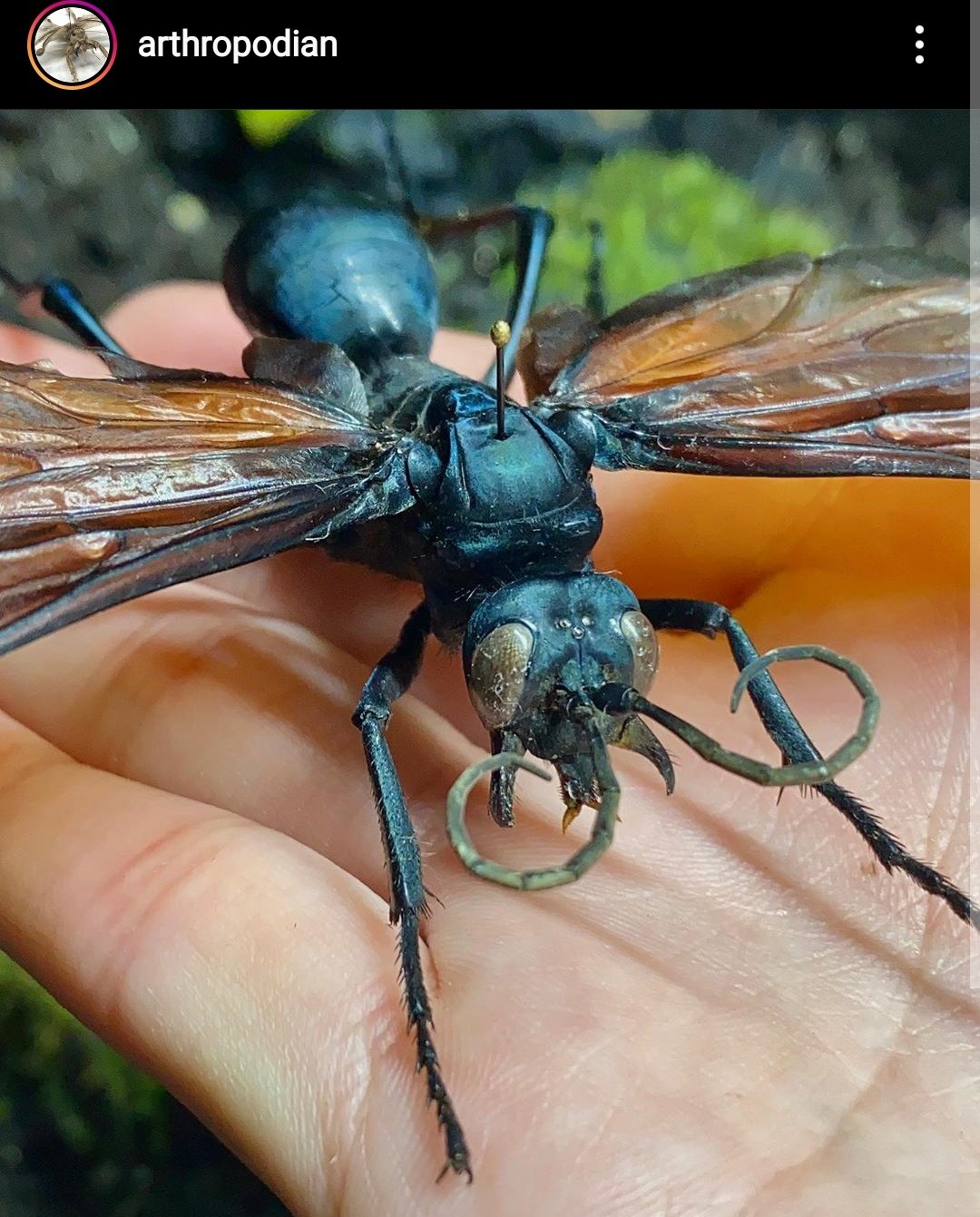 Colecionador de Sacis - A maior vespa brasileira é a Mata Cavalo ou Cavalo-do-cão  (Pepsis sp). Outro nome que recebe é Marimbondo caçador. Na cultura  popular, por vezes é vista como um