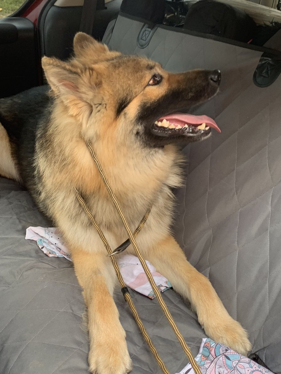 PawsTrusting's tweet image. Bear at #gloskennels said “I spy with my fluffy eye, Sarah’s back door is open!” If I fits, I sits (well I lie down actually)... and I love cars! @gsrescueelite