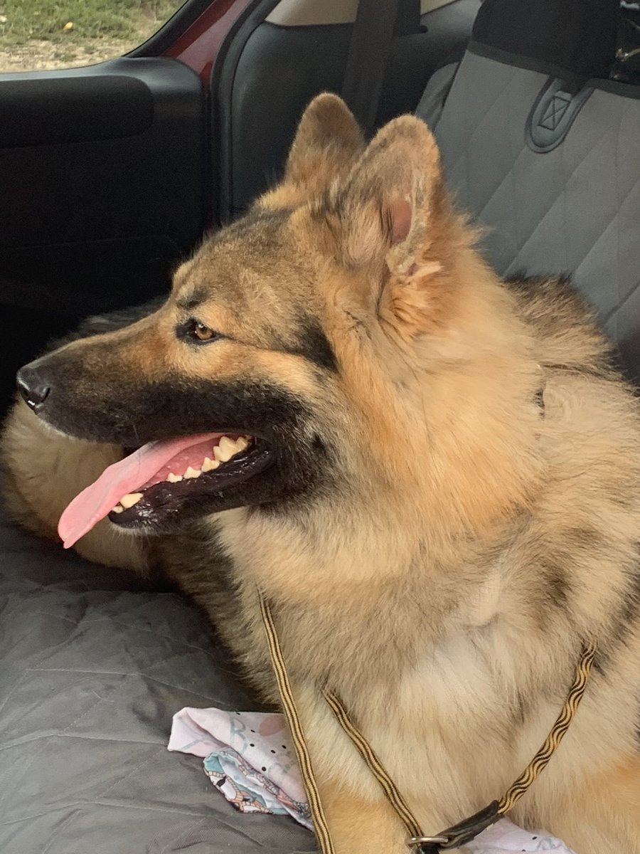 PawsTrusting's tweet image. Bear at #gloskennels said “I spy with my fluffy eye, Sarah’s back door is open!” If I fits, I sits (well I lie down actually)... and I love cars! @gsrescueelite