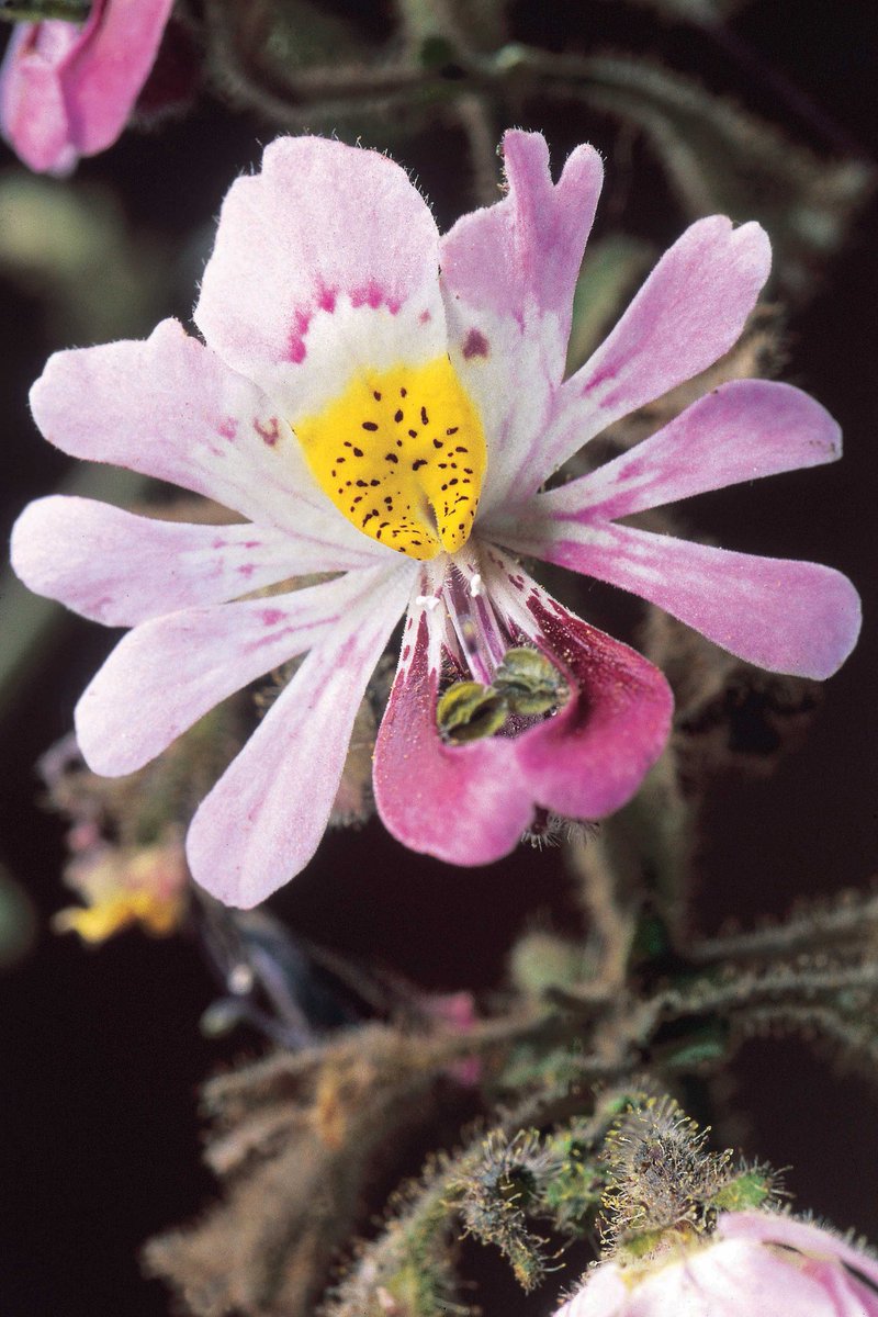 Schizanthus litoralis (image Sergio Elortegu) is one of 17 species treated in a new taxonomic revision of this remarkable group of plants doi.org/10.3897/phytok… <a href="/ChileEndemics/">Endemic Plants of Chile</a>
