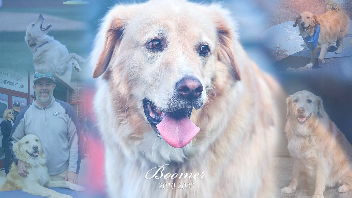 yorkrevolution's tweet photo. With heavy hearts, the Revs are sad to announce team dog of 10 years, Boomer, passed away today 💔🐶 

Know that #BoomBoom loved all of you Revs fans and the occasional snack he snuck from you.

Donations in his name can be made to https://t.co/0e1b5QrY8C https://t.co/DKtjRwLsD4