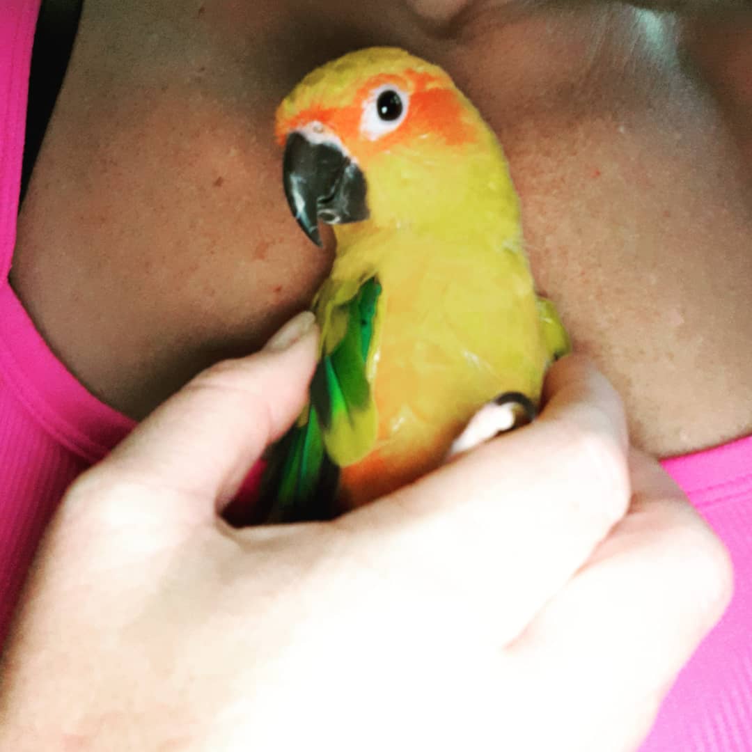 Got some loving from this sunshine baby. My sweet beautiful Phoenix. 🥰🦜💖💕😘😍
