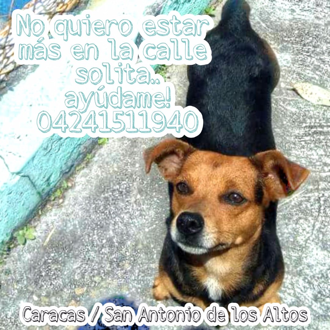 PerritosVzla's tweet photo. Hola a todos. Me ayudan? Necesito hogar para esta pequeña. Es del tamaño de un poodle. No come mucho no ocupa es muy buena. Necesita una buena familia. Le das Rt a ver si se encuentra con su nuevo hogar Rescata adopta apadrina🐩 https://t.co/KWbEJiyUTY