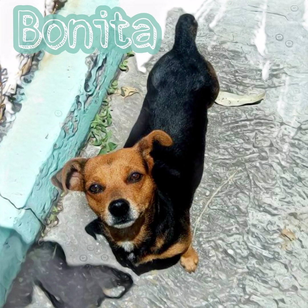 PerritosVzla's tweet photo. Hola a todos. Me ayudan? Necesito hogar para esta pequeña. Es del tamaño de un poodle. No come mucho no ocupa es muy buena. Necesita una buena familia. Le das Rt a ver si se encuentra con su nuevo hogar Rescata adopta apadrina🐩 https://t.co/KWbEJiyUTY