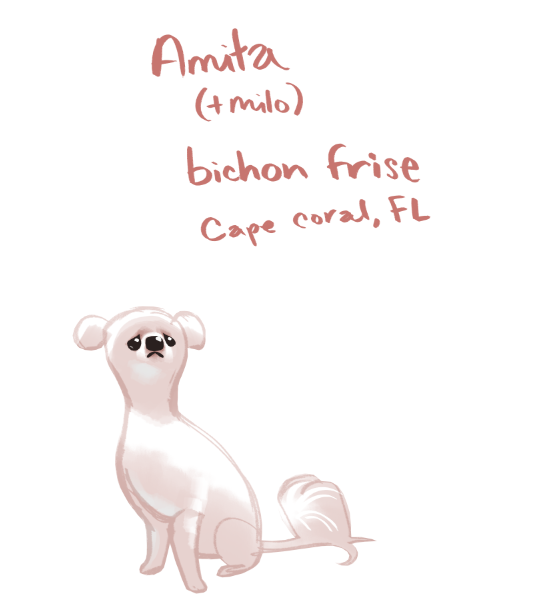 Amita (& Milo) are a bonded pair of  #bichonfrise pups in Cape Coral, FL!  #Doggust  https://www.petfinder.com/dog/milo-and-amita-sw-fl-48082160/fl/cape-coral/small-paws-rescue-inc-ok10/