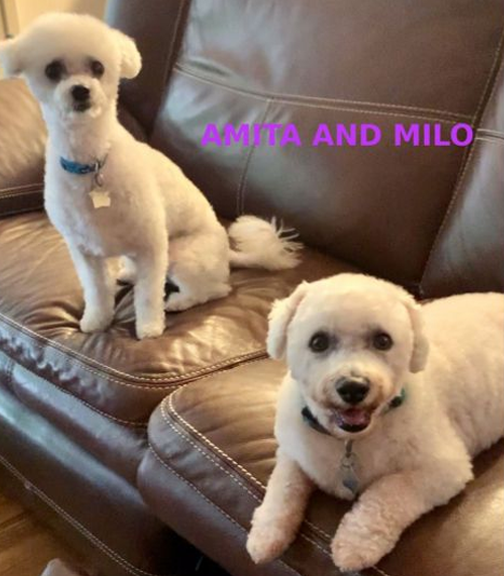 Amita (& Milo) are a bonded pair of  #bichonfrise pups in Cape Coral, FL!  #Doggust  https://www.petfinder.com/dog/milo-and-amita-sw-fl-48082160/fl/cape-coral/small-paws-rescue-inc-ok10/
