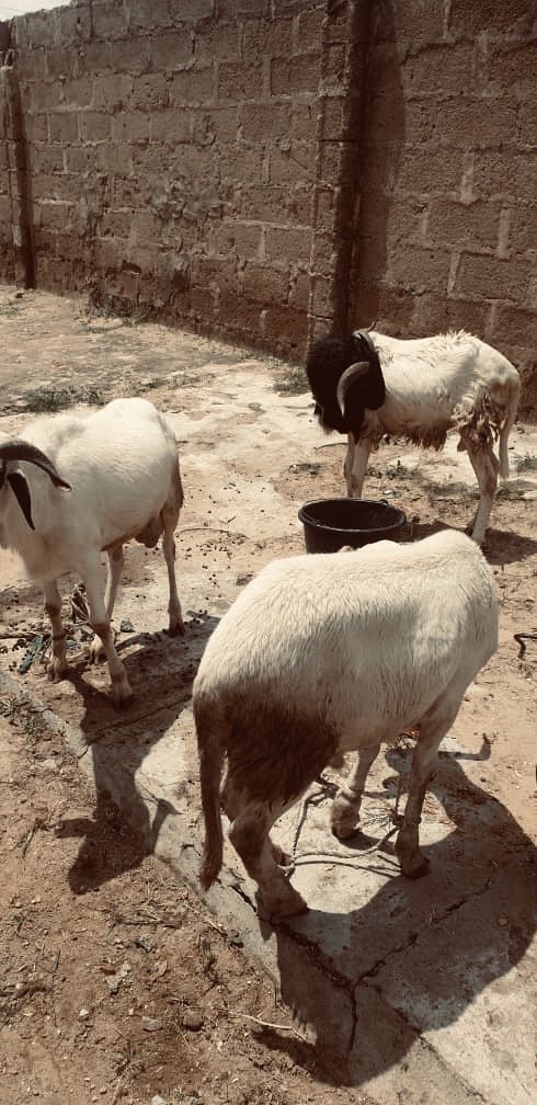 BBFoundation_'s tweet photo. Belmat Brothers support displaced Families in Shinkafi, Anka and Gusau with Eid Rams for a pleasant season https://t.co/dc0OoJvwDJ