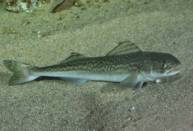slziegler220's tweet photo. Our #WhatFishWednesday is the Sablefish (Anoplopoma fimbria).
This species is also commonly called Black Cod due to its similar body shape. However, it is not closely related to "true" cod species.
📷Robertson, D Ross via @CASeaGrant https://t.co/Ui6UzoTx5a