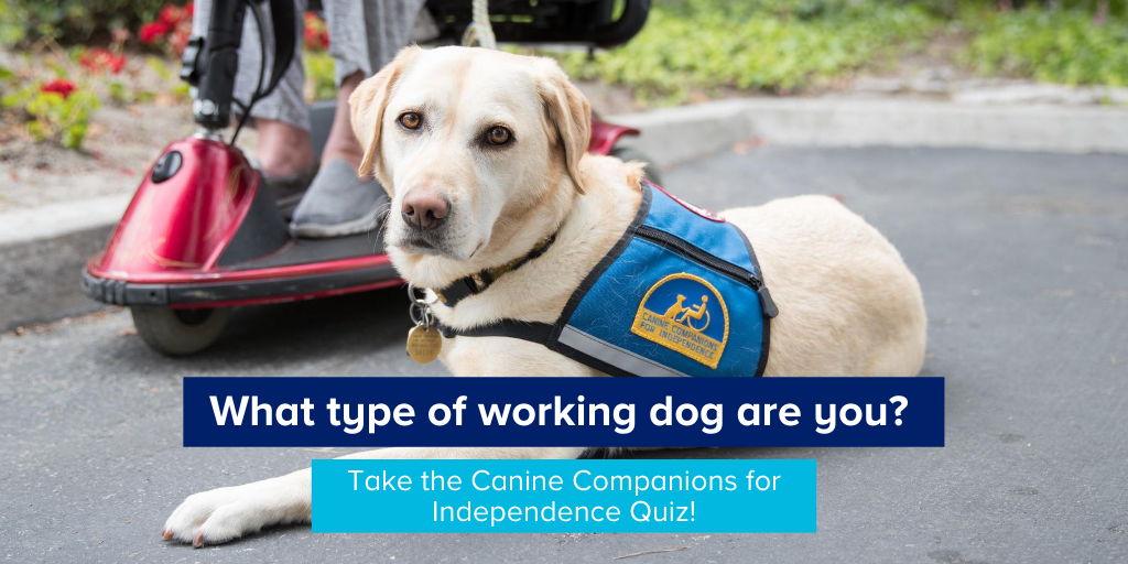 PetSmartChariTs's tweet photo. We're celebrating #InternationalAssistanceDogWeek and @ccicanine working dogs! Always wondered what kind of working dog you'd be? Take the quiz at https://t.co/8SLXsIsLPy to find out &amp; comment below with your results. @IADWeek #giveadogajob https://t.co/RFsPLE229p