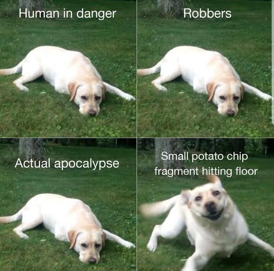 What the world needs now is dogs, more dogs! Feel free to reply with your fave dog pic or GIF...
🐕 https://t.co/ckiZ0w57f6