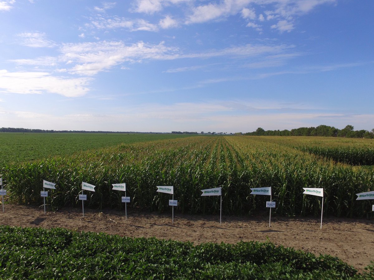 HankeySeed's tweet photo. Day 3: The 2 photos we are showing off today are our NorthStar Genetics corn test plot along with another plot from a private research firm. Northstar Genetics then uses data, locally, from their plot to assist growers on making the right choice for their farm. https://t.co/PZYKkviPTw