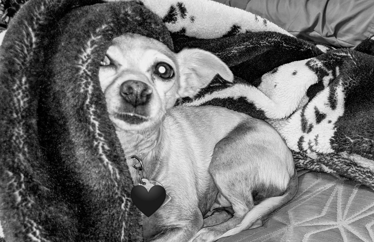 godye25's tweet photo. Fur babies💖 https://t.co/cbn8Os55Mt