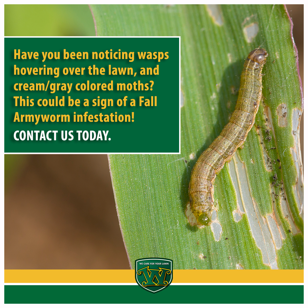 Noticing wasps hovering over the lawn, and cream/gray colored moths? This could be a sign of a Fall #Armyworm infestation! At Weed Man, we have a season-long product that protects the turf for up to 4 months. Visit us online today at roswell.weedmanusa.com. #lawncare