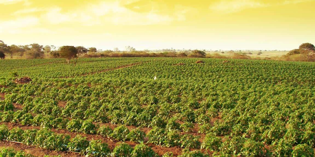 While there are many forms of ag-tech, the Pearse Lyons Cultivator identifies new technologies that align within the following areas: Natural Immunity, Profitable Production, Sustainable Agri-Food and Optimized Nutrition: pearselyonscultivator.com/focus-areas/