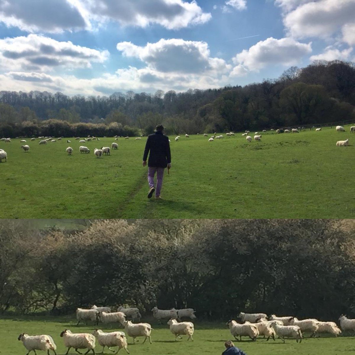 "Sheep", seule chanson anglophone de "Renaissance". Conduite par un sergent borné, une troupe manque de s'égarer dans un suivisme catastrophique. Avec les arrangements d' A. Kurth et une incisive textuelle d'Alexa Parr, j'ai très envie de vous la faire découvrir! #renaissance