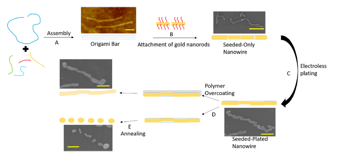 Rob Davis and students found a way to use DNA bent into orgami-type shapes to help fabricate novel nanostructures made out of gold. A golden opportunity to achieve new functionality on the nanoscale! (Pardon the pun)  https://pubs.acs.org/doi/10.1021/acs.langmuir.0c00594?ref=pdf