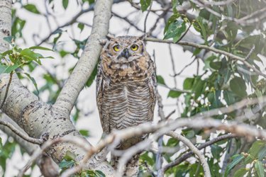 Dynamic_Earth's tweet photo. A few owl images from last week in Yellowstone NP. https://t.co/Or4RSYIHzo