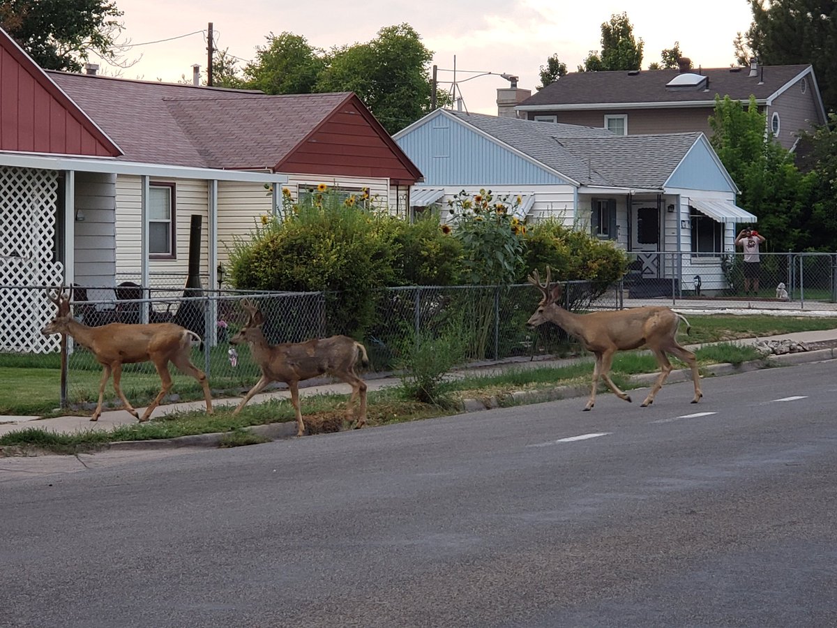 Pollyanesthetic's tweet photo. @mayorcheriewood You gotta do something about the traffic on 5th. They didn't even look both ways. https://t.co/45Bwzun85k