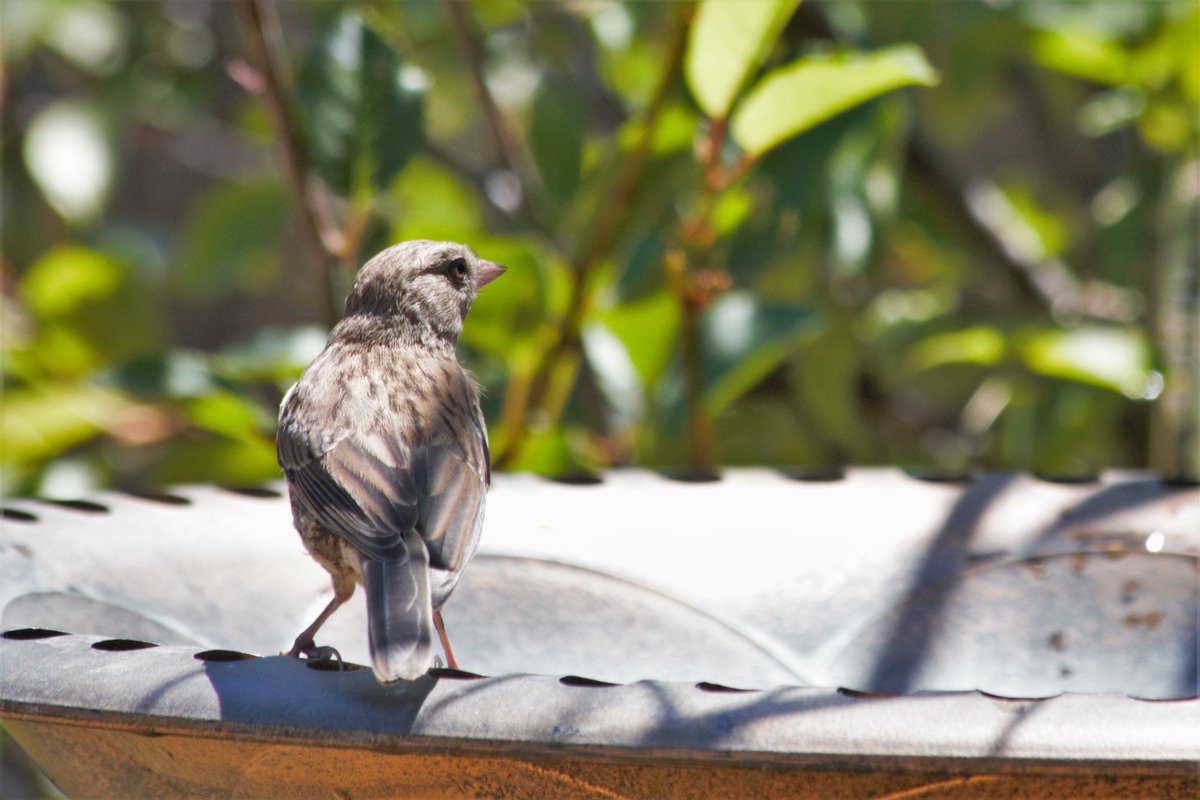 hopping_jay's tweet photo. Baby Dark-eyed Juncos are delightful creatures! Interestingly, they seem to be much more independent than other baby birds by the time I start seeing them. Both this year and last, the baby Juncos show up at the feeder alone, and I have never seen one fed by a parent! https://t.co/QdFh3BZTu9