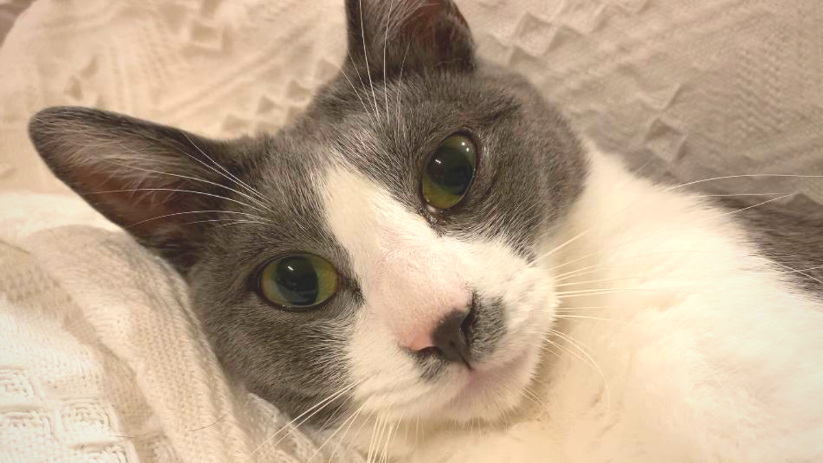 そんな目で見つめられると
何でもゆうこと聞いてしまう…

#猫のいる暮らし #猫写真