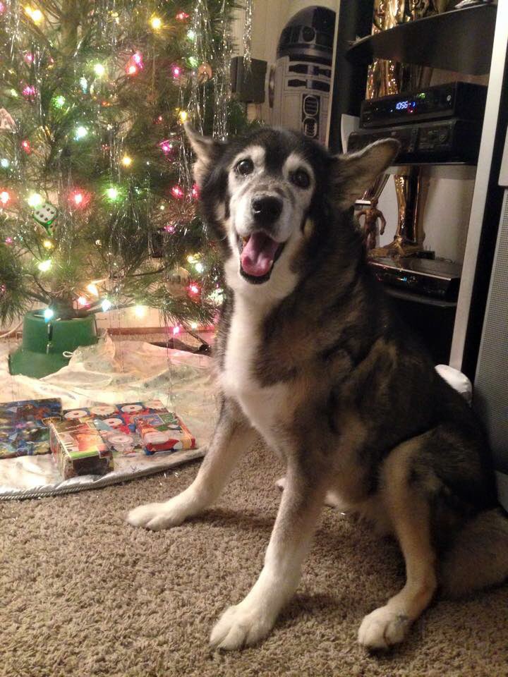 Alaskagirl4's tweet photo. @AnnaRoisman our Alaskan Husky, Lucy https://t.co/ucwwIEW419