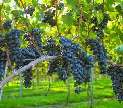 The hunt for the harlequin ladybird (Harmonia axyridis) is on by <a href="/plantandfood/">Plant & Food Research</a> Motueka team members. The work is part of a <a href="/BragatoResearch/">Bragato Research Institute</a> project for <a href="/nzwine/">New Zealand Wine</a>  developing efficient #monitoring systems for this NZ new  #insect species to understand its dispersal and #Behaviour.