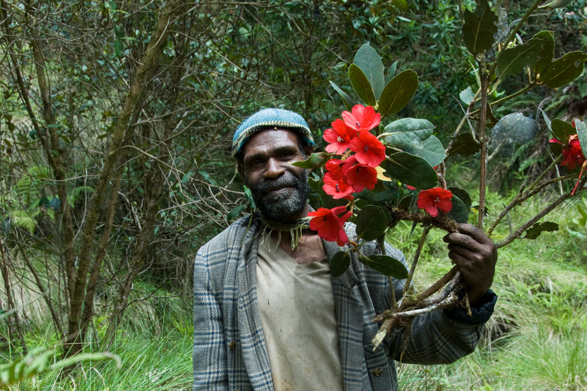 New Guinea has the most plant species of any island: news.mongabay.com/2020/08/new-gu…